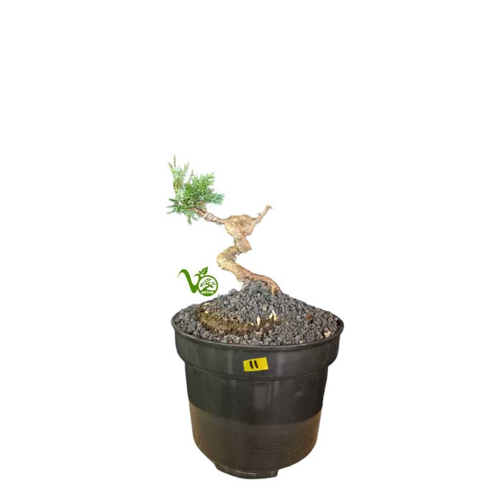 Bahan Bonsai Cemara Sargenti Pingpong Kecil/ Kishu Berbagai Bentuk 11 - 20