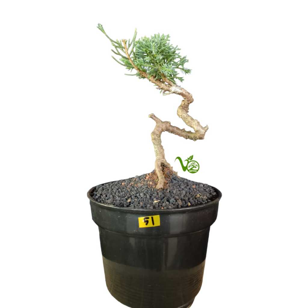 Bahan Bonsai Cemara Sargenti Pingpong Kecil/ Kishu Berbagai Bentuk 51- 60
