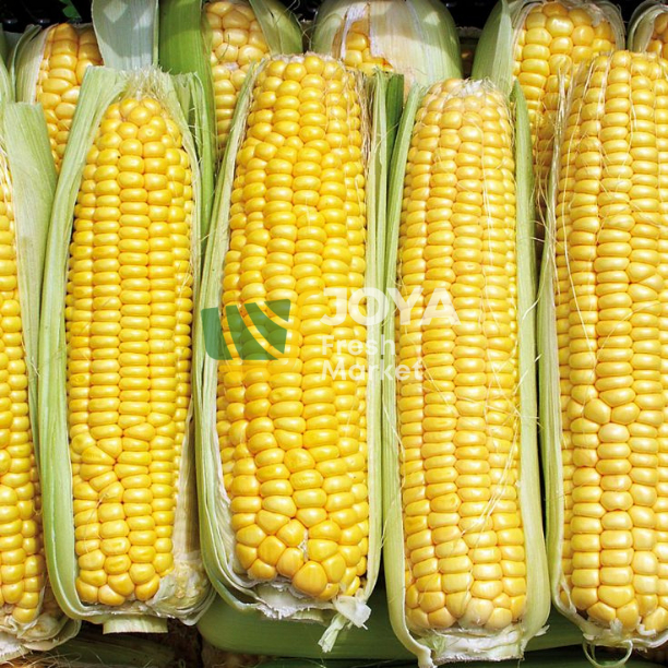 

Joya Fresh - Jagung Manis Berkulit/Sayuran Segar/Jagung Premium 0,9-1 kg
