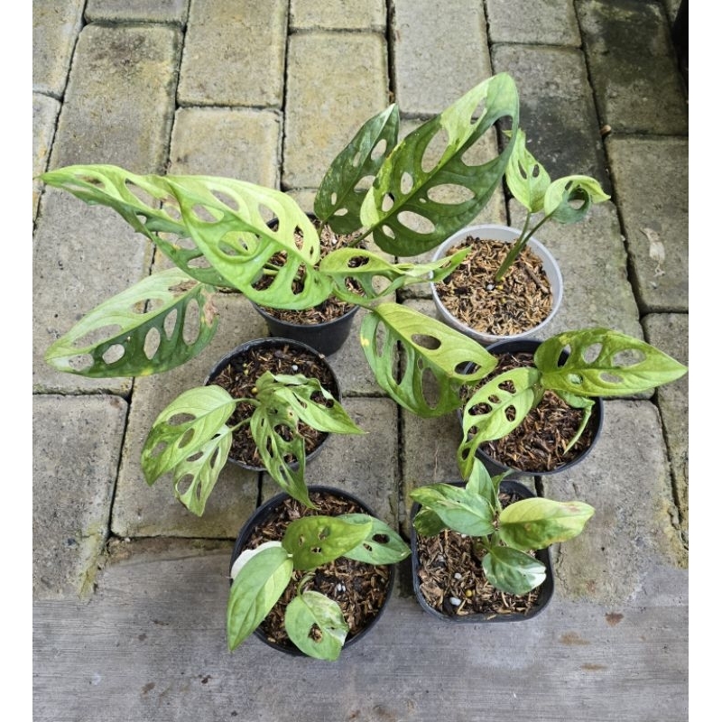 Janbol Variegata Japan / Janda bolong Variegata Jepang / Monstera Andasonii Variegata Japan