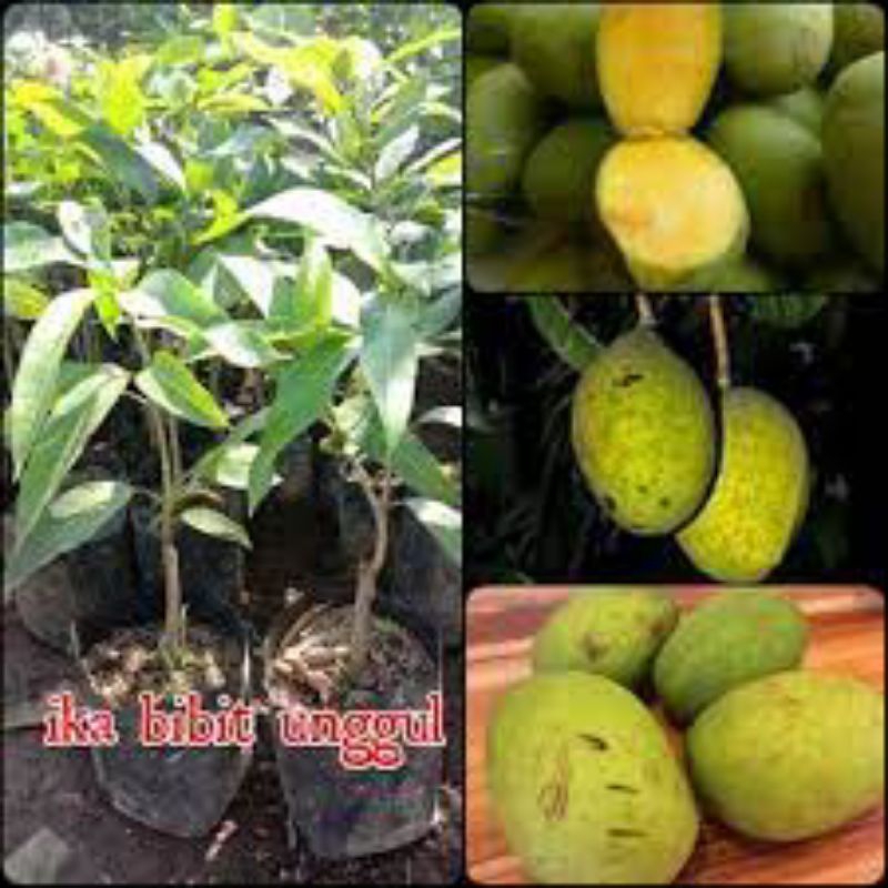 Bibit Mangga Kweni