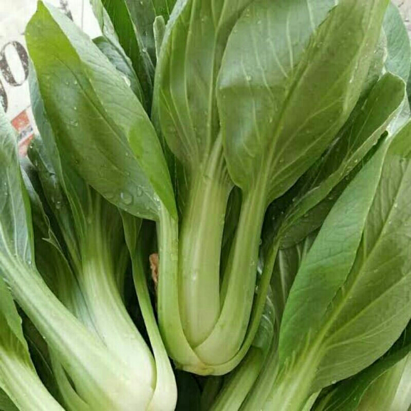 

Pakcoy / Pokcoy Segar