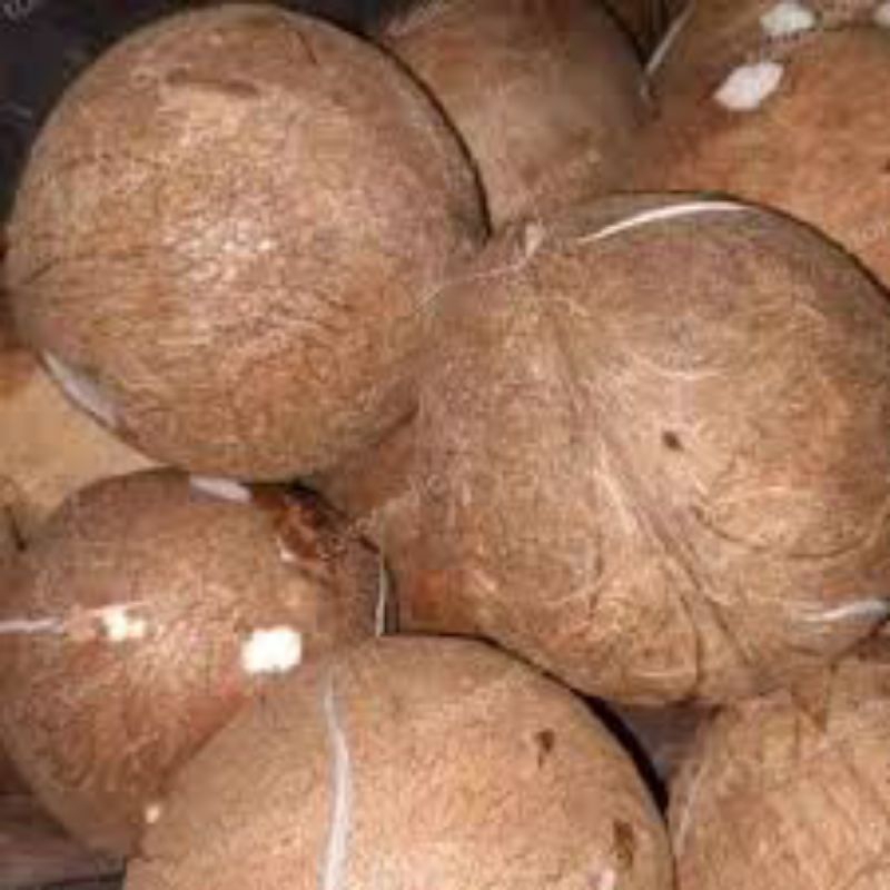 

kelapa tua utuh 750gram