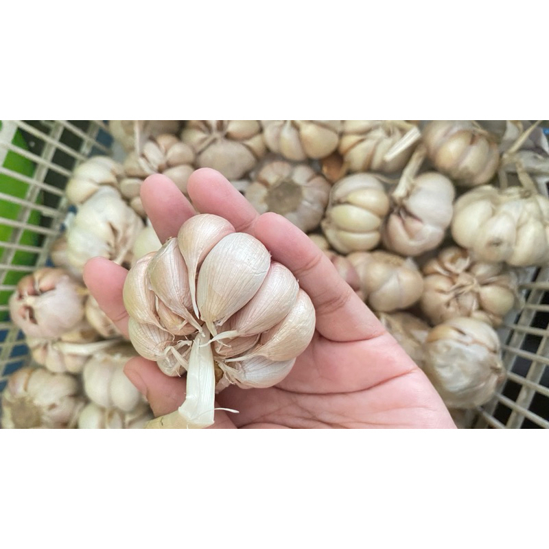 

JATIM-BAWANG PUTIH MURAH