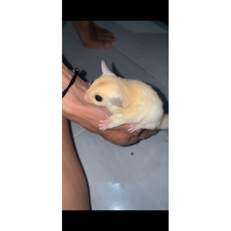 (SG) SugarGlider Joey Leucistic Mainan Anak