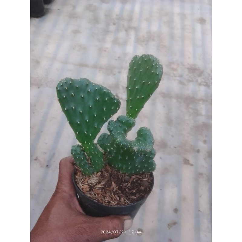 opuntia tuna kristata