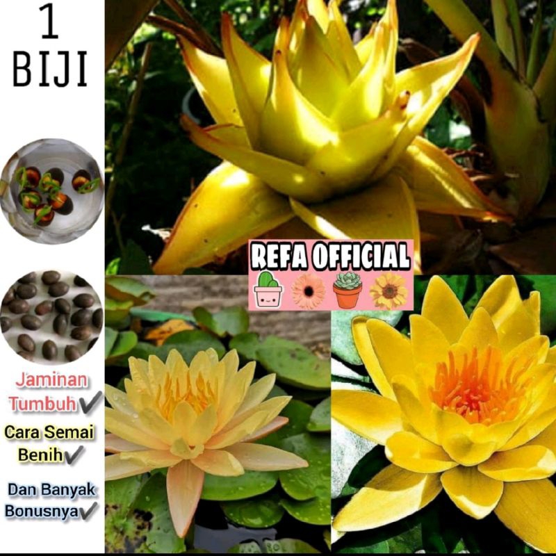 Lotus Gold Premium Flower