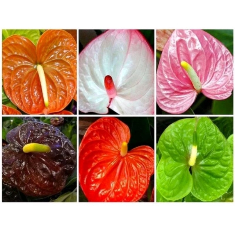 PROMO PAKET 6 TANAMAN HIAS ANTHURIUM MICKEY MOUSE BUNGA BESAR