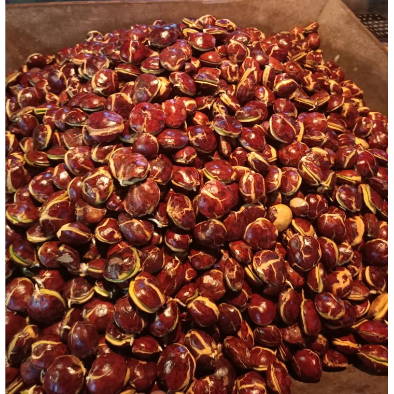 

jengkol super murah 1 kg / jengkol tau murah