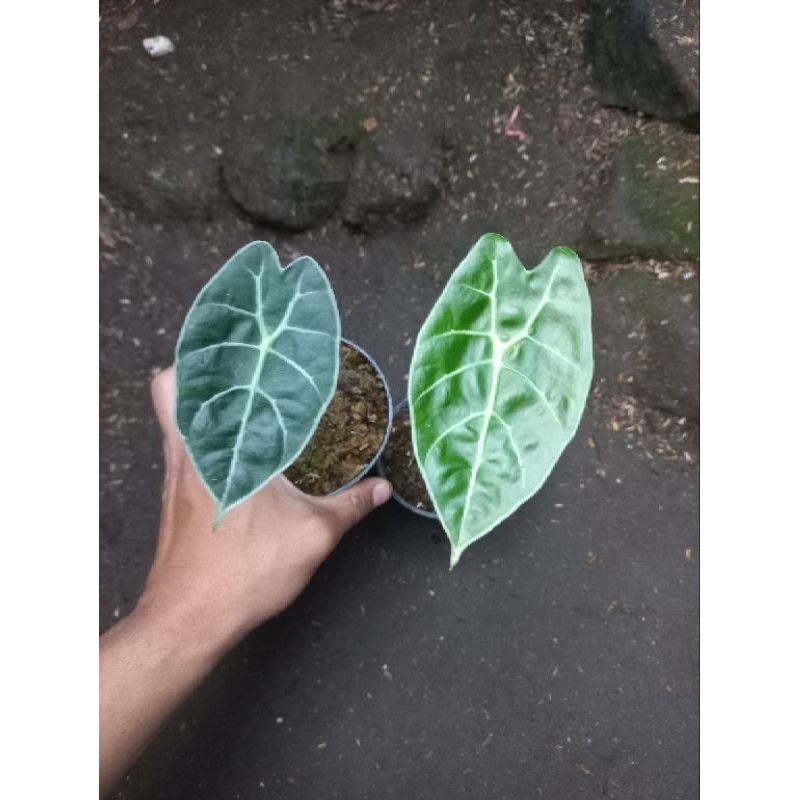 Tanaman hias Alocasia watsoniana glossy
