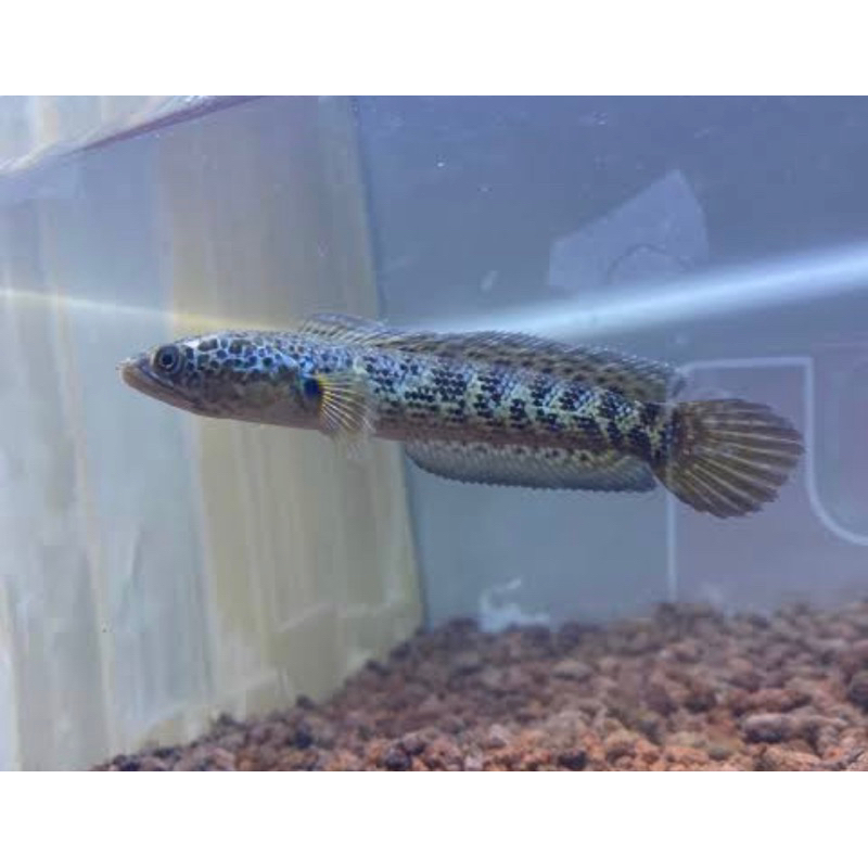 auranti 4-5 cm single tank