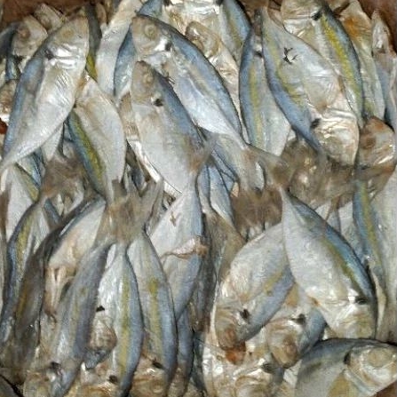 

IKAN SELAR ASIN MURAH MERIAH