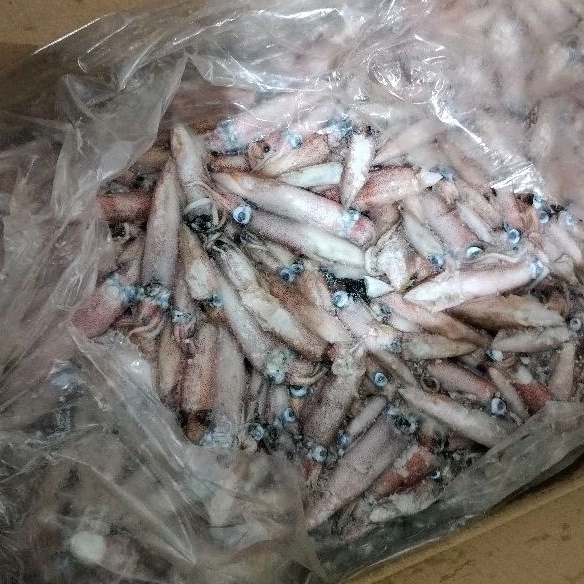 

Cumi Cendol Bulat Utuh Blok Fresh Frozen @12-15kg