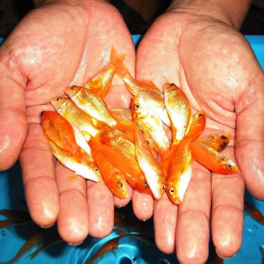 Bibit Baby Ikan Mas Anakkan Pakan Predator