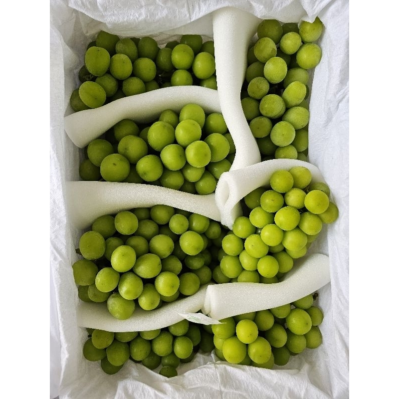 

Anggur Hijau Shine Muscat