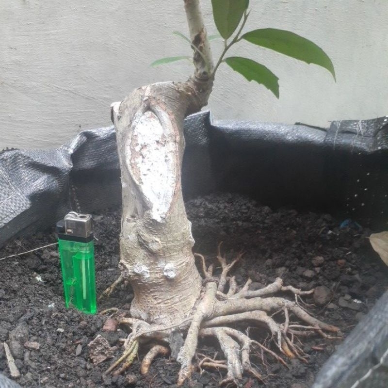 bahan bonsai ampelas putih kaki muter