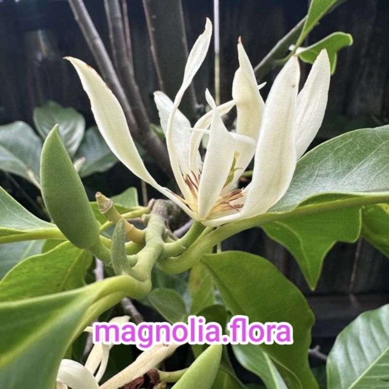 Michelia alba / kembang kantil putih / bibit tanaman hias bunga harum wangi