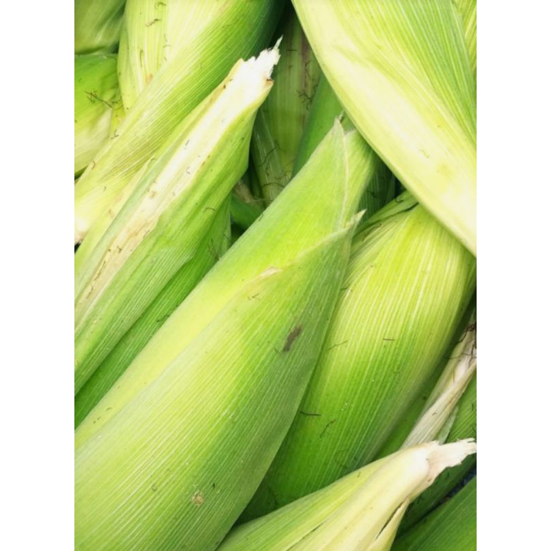 

JAGUNG MANIS KULIT 1 KILO