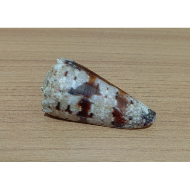 cangkang kerang conus imperialis