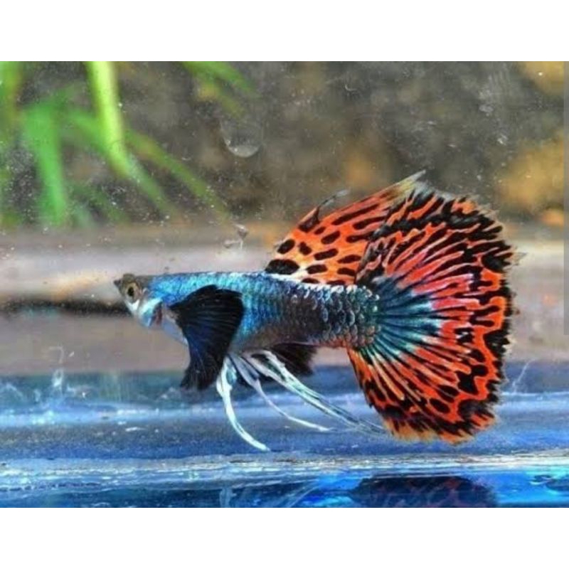 paket Guppy prembe satu pasang jantan dan betina