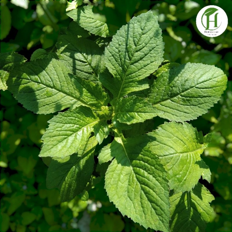 

Daun Sintrong/Jalintrong Segar 1Kg