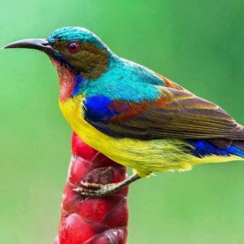 YNY ACC - KOLIBRI KELAPA TROTOL/PASTOL KOLIBRI MANGGAR