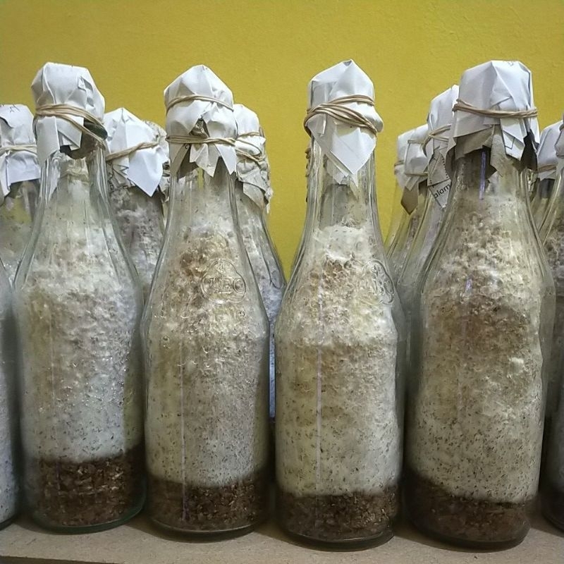 

Mycota F1 bibit jamur shitake, kemasan botol. media jagung giling, bisa tanam dataran rendah