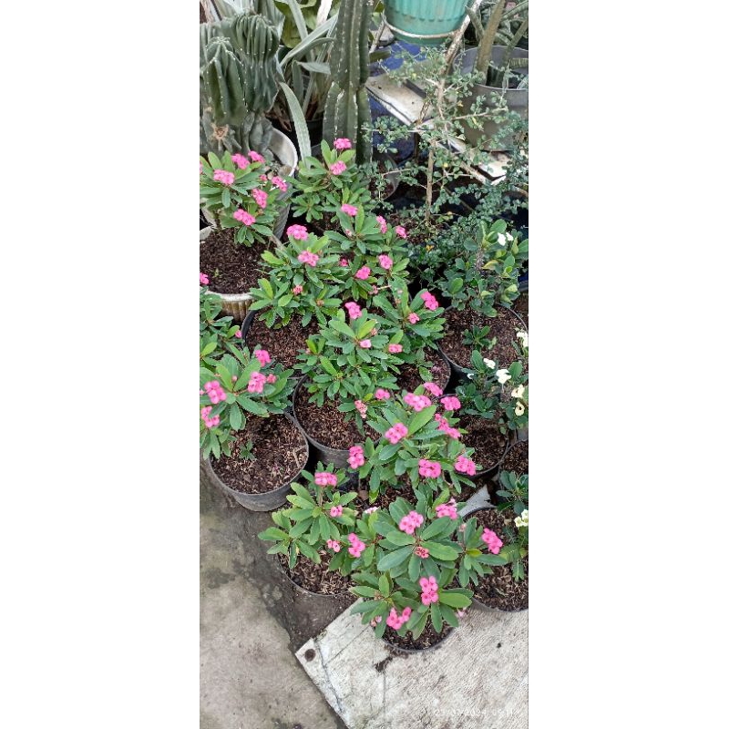 Eforbia  Tanaman hias