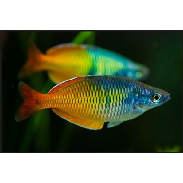 IKAN HIAS AIR TAWAR RAINBOW BOESMANI