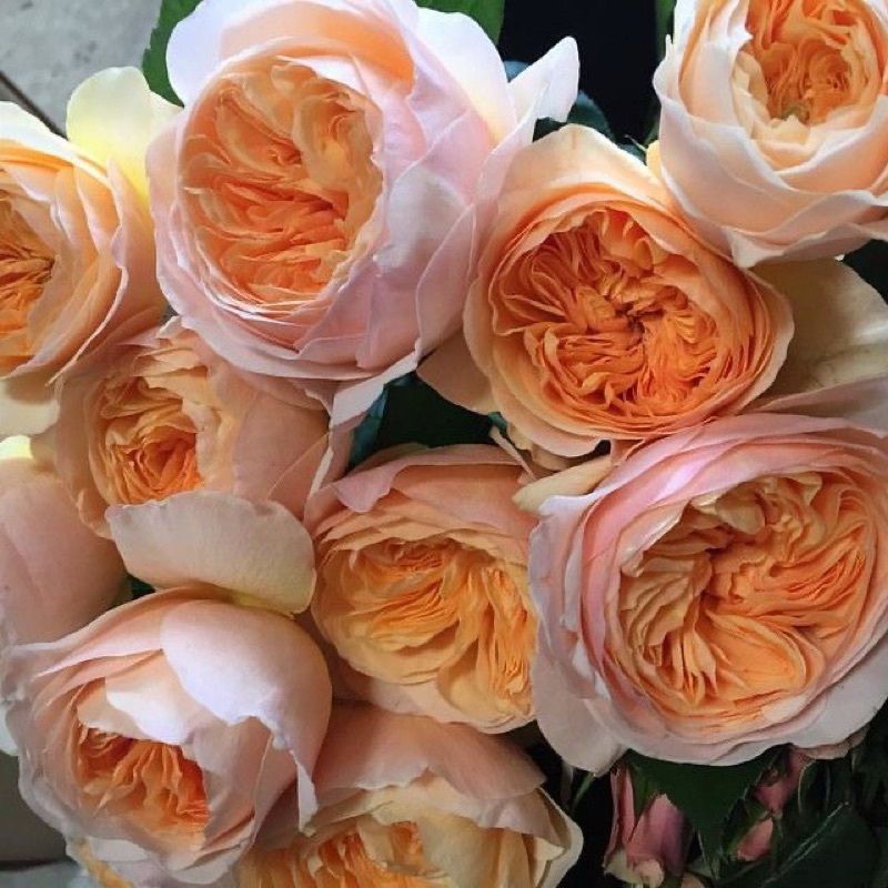 mawar import Juliet - tanaman mawar import