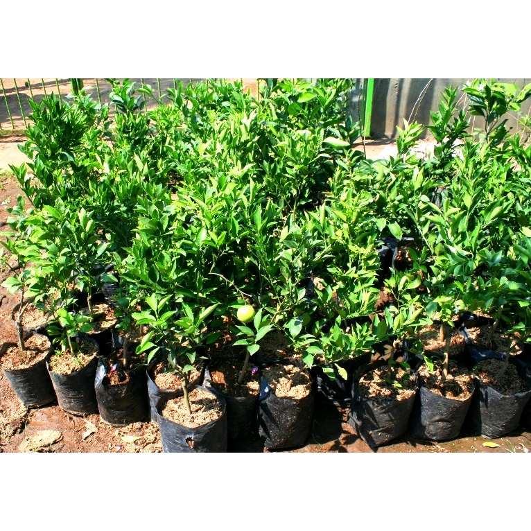 Bibit Jeruk Nipis Jumbo Sudah BERBUAH