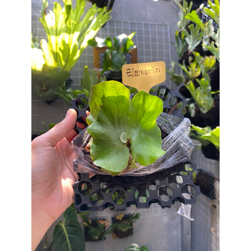PLATYCERIUM ELEMARIA ANAKAN SESUAI FOTO