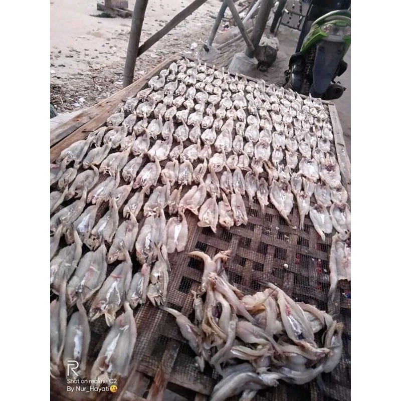 

ikan kering jenggelek kecil