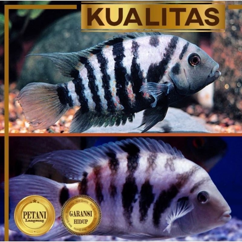Paket koloni (isi 10)  Ekor Purple Convict Cichlid Ikan Hias Aquascape Hiasan Aquarium Tanaman Air
