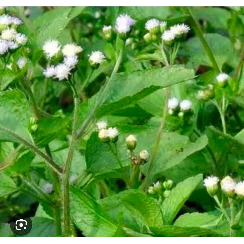 

Daun Bandotan Segar 500 Gram Obat Herbal Tradisional Fresh Termurah