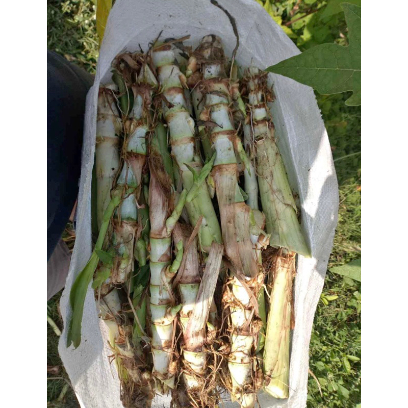 Bibit rumput odot super pakan ternak