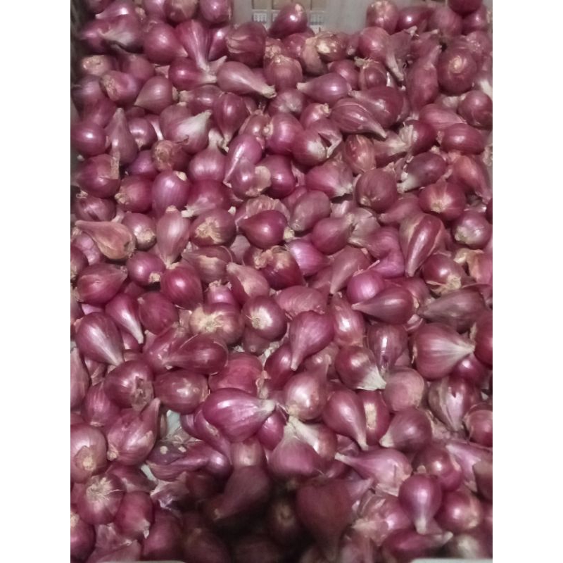 

Bawang Brebes ori