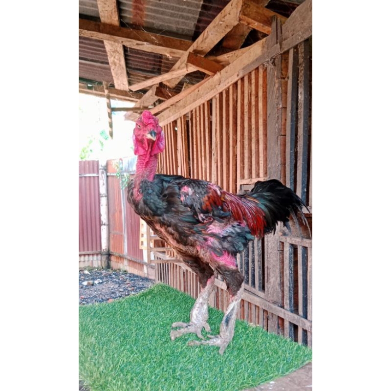 

TELUR GANOI KAKI GUNUNG ORI