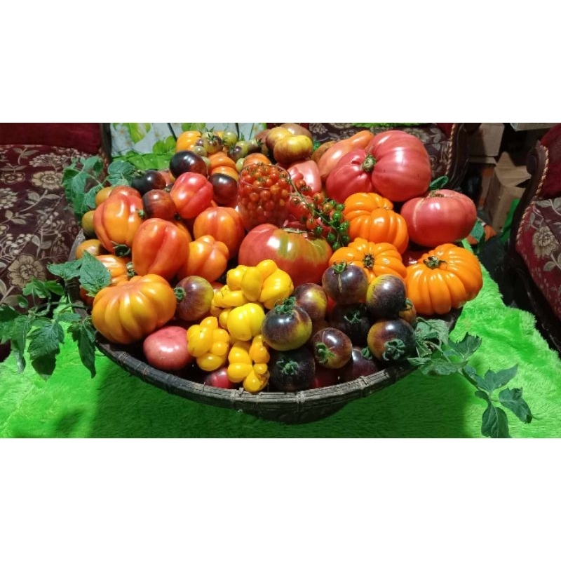 300++ Butir Biji Tomat Mix ( Tomat Unik Tomat Mini Tomat Jumbo Tomat Ungu Tomat Cherry dll)