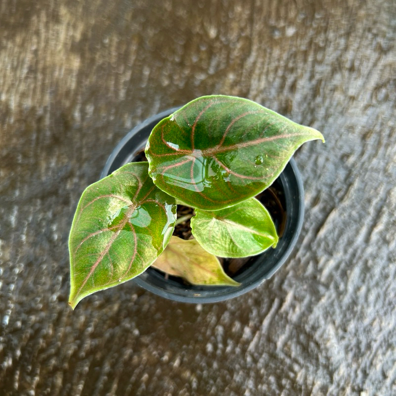 alocasia azlanii real pict