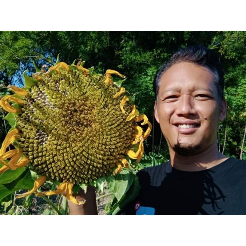 BENIH BIJI BUNGA MATAHARI , jenis Bunga besar (Isi 50 biji)