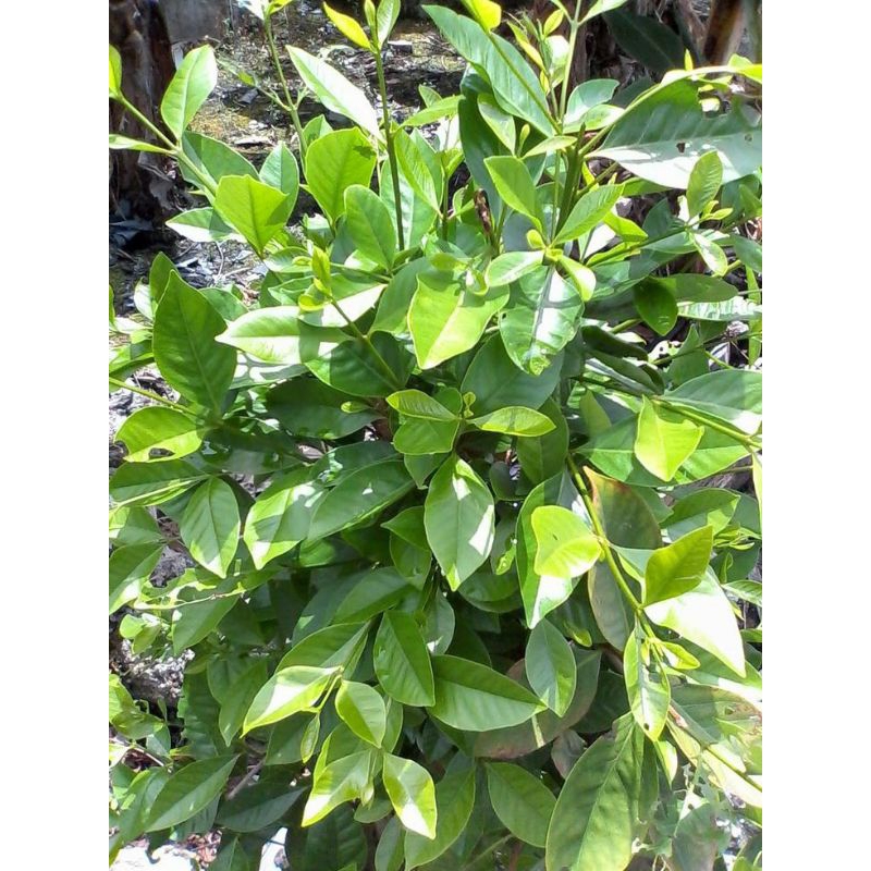 

Daun salam per 1 bungkus FRESH SEGAR
