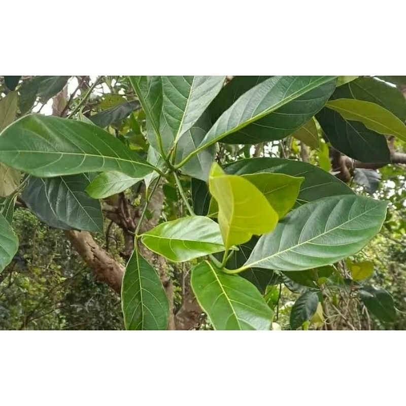 

Daun nangka segar fresh alami per lembar