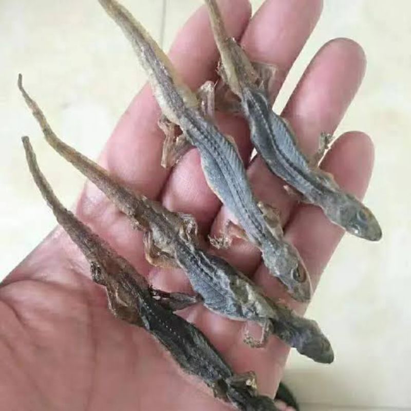 

600 G GR GRAM 壁虎 BI HU DRIED HOUSE LIZARD CICAK KERING