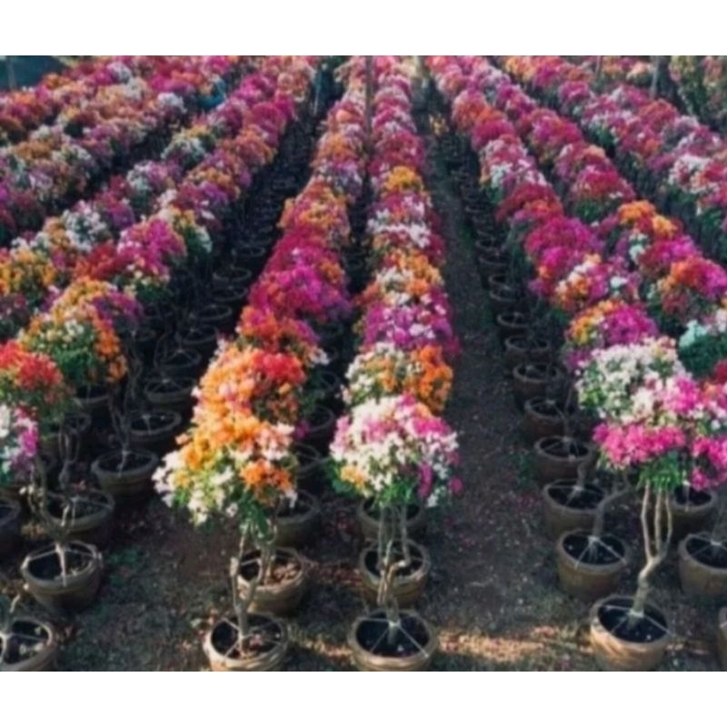tanaman hias Bugenvil 4 warna