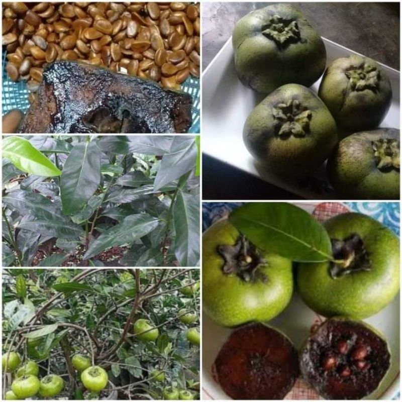 indukan black sapote siap berbuah ketinggian 1meter up