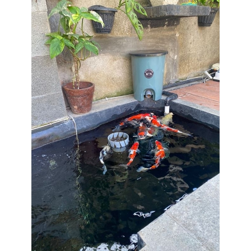 pakan otomatis ikan koi