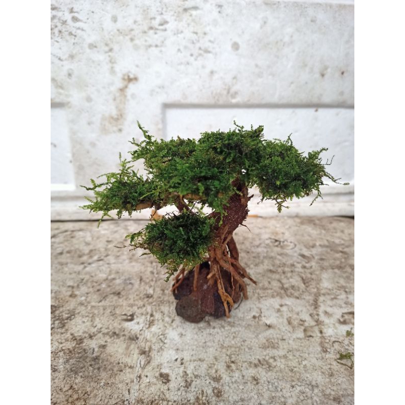 bonsai kecil kayu senggani, bonsai aquascape dan hiasan aquarium