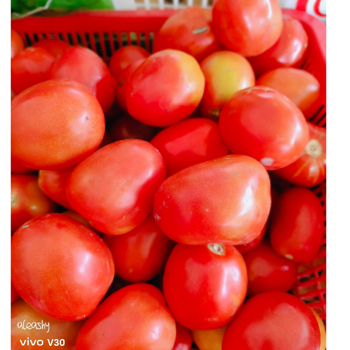 

Tomat merah dan ijo 250g