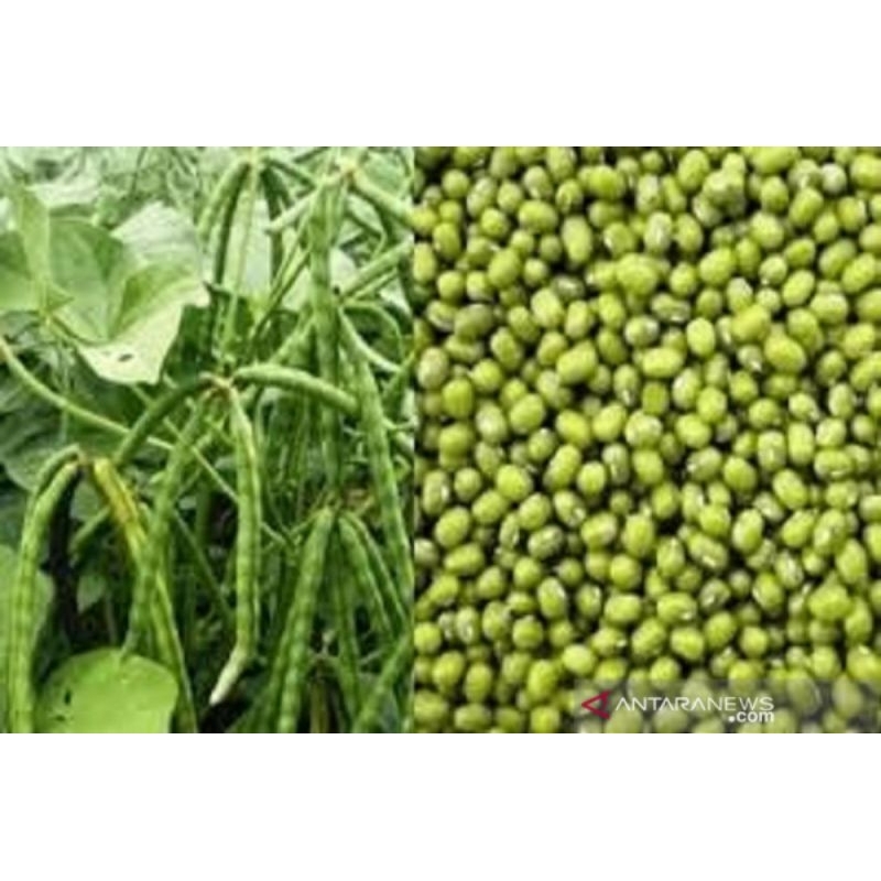 

Kacang Hijau 1kg | Kacang Ijo Segar | Natural Mung Beans